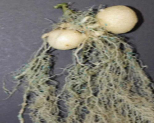 馬鈴薯根腐線蟲病