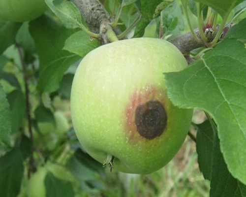 蘋(píng)果炭疽病 蘋(píng)果炭疽病