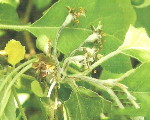 蘋(píng)果花腐病 蘋(píng)果花腐病