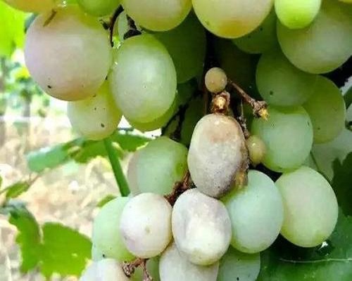 葡萄白腐病,水溶肥廠(chǎng)家