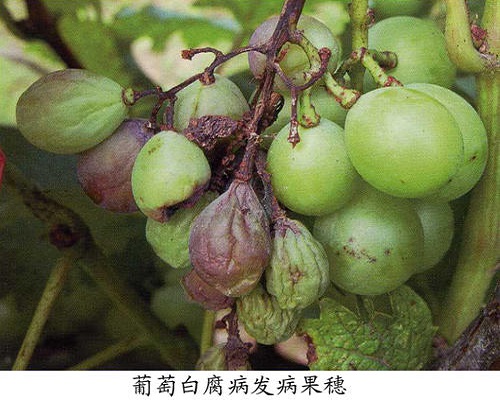 葡萄白腐病,葉面肥生產(chǎn)廠(chǎng)家