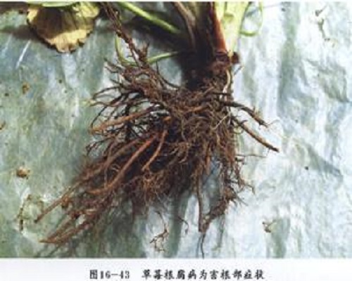 草莓根腐病,國內(nèi)水溶肥廠家排名 草莓根腐病,國內(nèi)水溶肥廠家排名