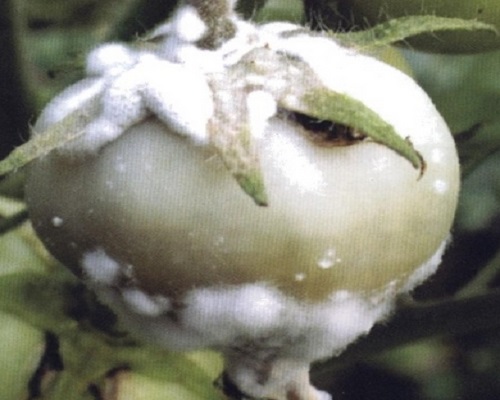 番茄菌核病,進口葉面肥沖施肥十大品牌