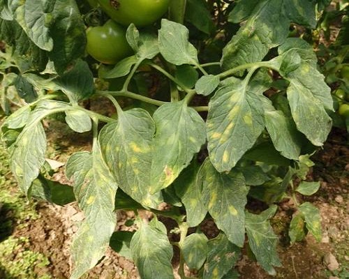 番茄葉霉病,復合微生物菌劑