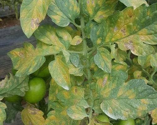 番茄葉霉病,大量元素水溶肥料標準