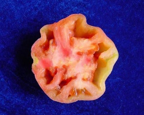 番茄空洞果,大量元素水溶肥價格