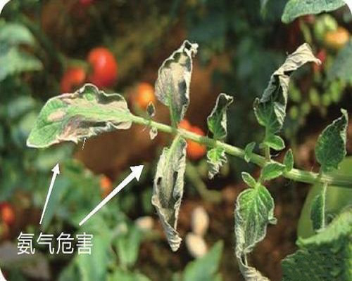 番茄氨氣為害,水溶肥料廠