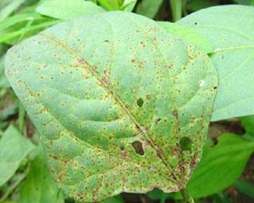 豇豆繡病,水溶肥料廠家