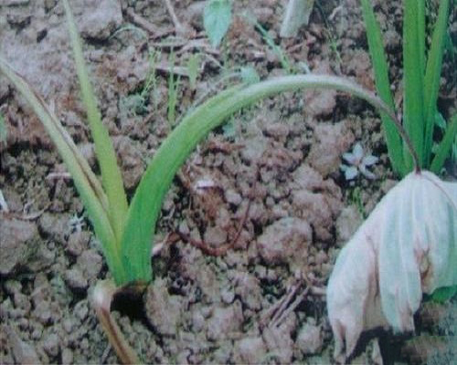 芋頭枯萎病,水溶肥廠(chǎng)家供應(yīng)水溶肥