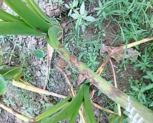 芋細(xì)菌性斑點病,水溶肥廠家供應(yīng)水溶肥