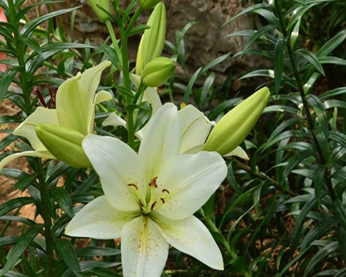 百合葉尖干枯病, 水溶肥生產(chǎn)廠(chǎng)家