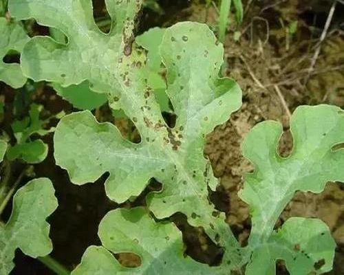 西瓜細菌性角斑病,大量元素水溶肥料100強 西瓜細菌性角斑病,大量元素水溶肥料100強