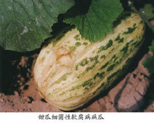 甜瓜棉腐病,水溶肥生產(chǎn)廠家