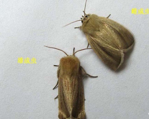 稻大螟,沖施肥價格