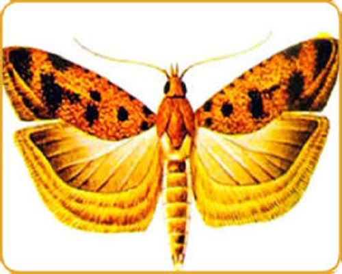 棉紅鈴蟲(chóng),河南水溶肥廠家