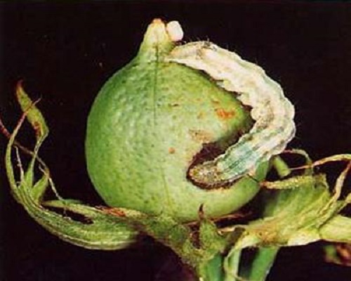 棉紅鈴蟲(chóng),大量元素水溶肥料
