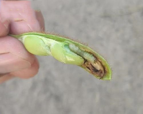 大豆食心蟲,沖施肥價格