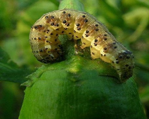 煙青蟲(chóng),蔬菜沖施肥