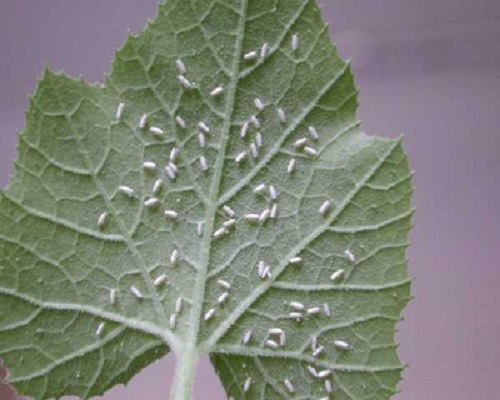 煙粉虱,沖施肥價(jià)格