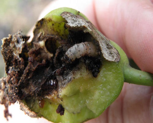 梨小食心蟲,水溶肥價(jià)格