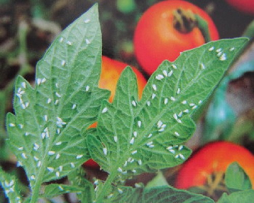 茄果類溫室白粉虱,氨基酸葉面肥