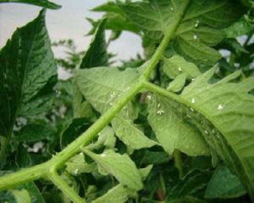 茄果類溫室白粉虱,蔬菜沖施肥