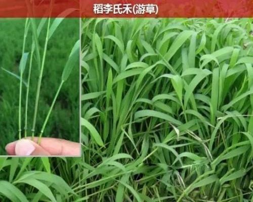 李氏禾,保花保果葉面肥
