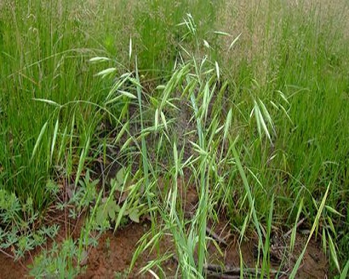 野燕麥,有機(jī)水溶肥