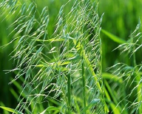野燕麥,進(jìn)口葉面肥