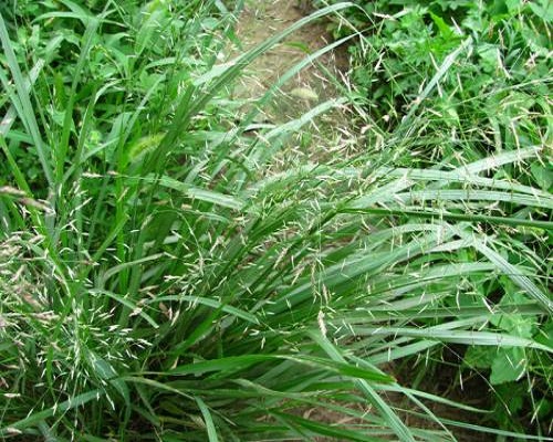 畫(huà)眉草,水溶肥廠家批發(fā)價(jià)格