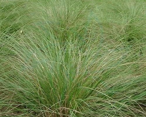 畫(huà)眉草,腐植酸水溶肥廠家 畫(huà)眉草,腐植酸水溶肥廠家