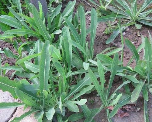 苣荬菜,葉面肥廠(chǎng)家