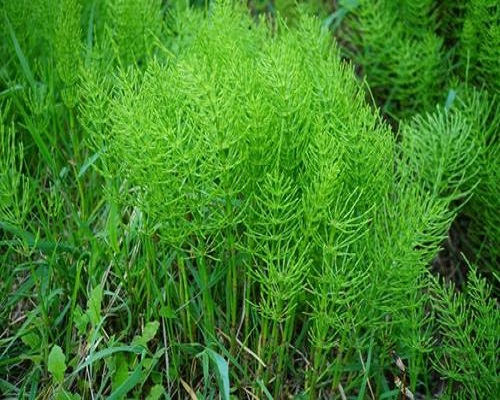 問荊,進(jìn)口高鉀水溶肥廠家