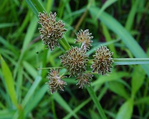 異型莎草,中國(guó)最好的水溶肥