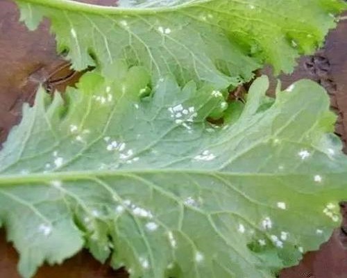 白菜白粉病,進口沖施肥