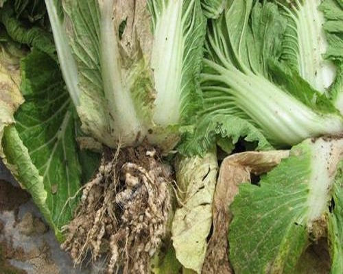 白菜根腫病,葉面肥噴施注意事項