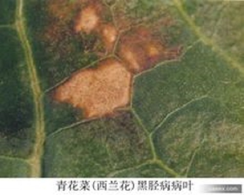 白菜黑脛病,沖施肥價格 白菜黑脛病,沖施肥價格