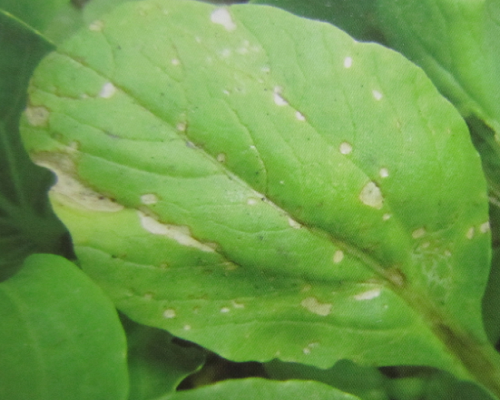 白菜炭疽病,水溶肥廠家排名