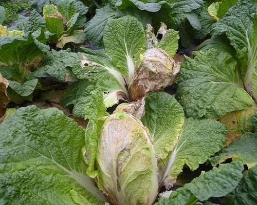 白菜細(xì)菌性軟腐病,沖施肥桶肥