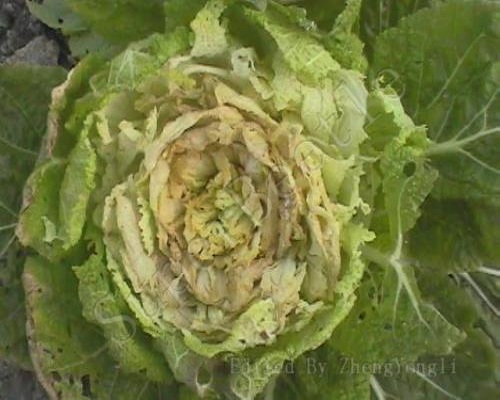 白菜疫病,水溶肥設(shè)備廠家排名