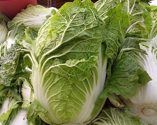 春白菜,水溶肥設備廠家排名