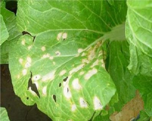 白菜白斑病葉片穿孔,有機(jī)水溶肥
