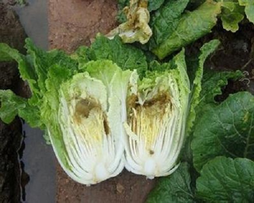 白菜干燒心,?；ū９~面肥