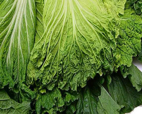 青麻葉白菜,?；ū９~面肥