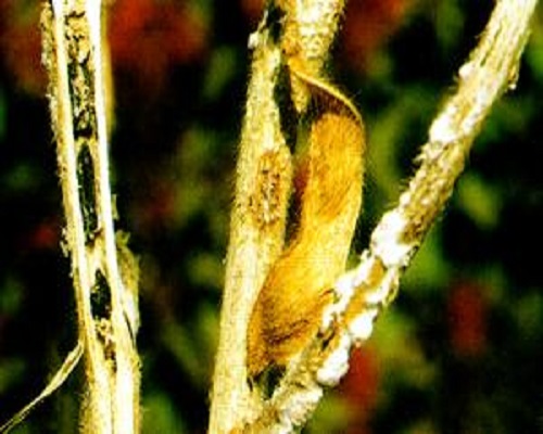 菌核病,沖施肥價(jià)格