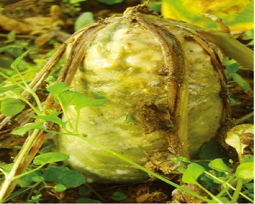 軟腐病,有機(jī)水溶肥