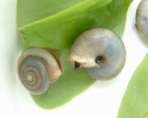 同型巴蝸牛,水溶肥價(jià)格