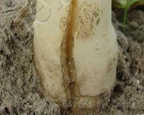 蘿卜裂根,水溶肥價(jià)格