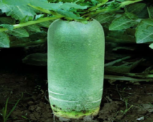 膠研秀青,進口沖施肥