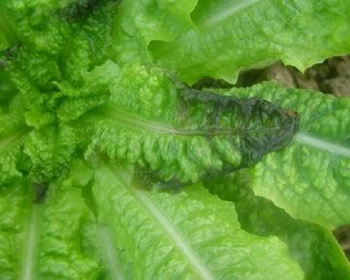 葉焦病,葉面肥價(jià)格